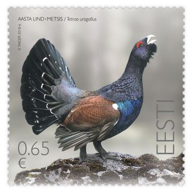 Bird of the year Capercaillie