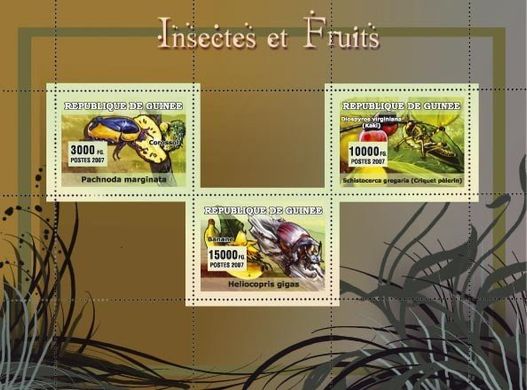 Insects and fruits