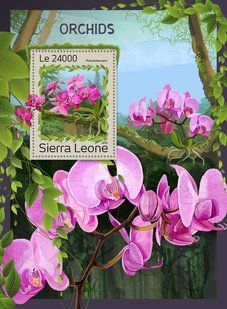 Orchids