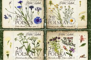 Пришла пора собирать гербарий: лекарственные растения на марках Польши