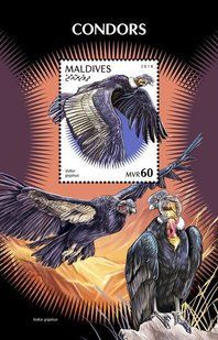Condors