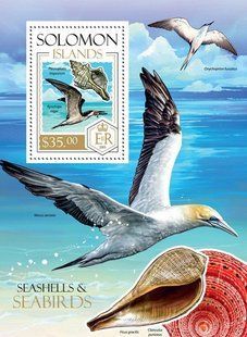 Shells and birds