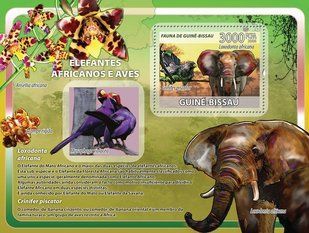 African elephants. Birds. Orchids