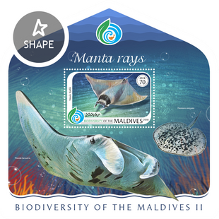 Fauna. Marine life