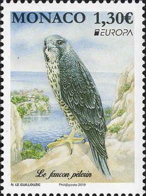 EUROPA. Peregrine falcon