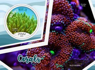 Corals