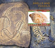 Shells and fossils