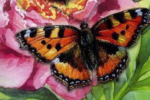 «Белпочта» ввела в обращение серию почтовых марок «Бабочки»