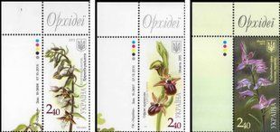 Orchids