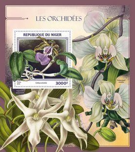 Orchids