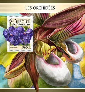 Orchids
