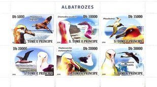 Albatross birds