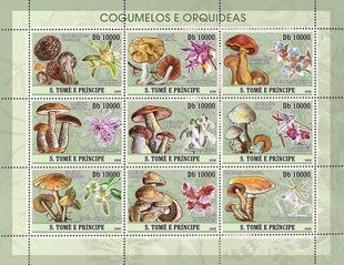 Mushrooms and orchids