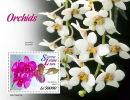 Орхідеї