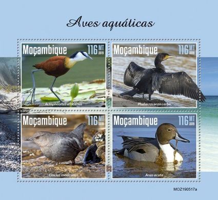 Aquatic birds