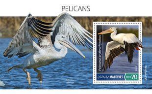 Pelicans