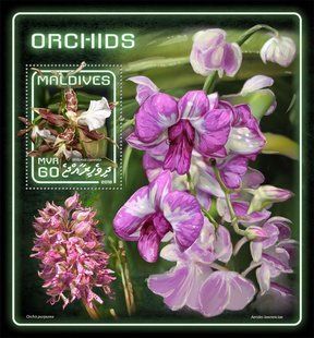Orchids