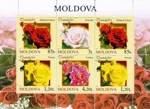 Roses