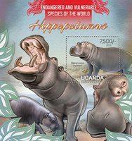 Гіпопотами