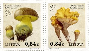 Flora Mushrooms