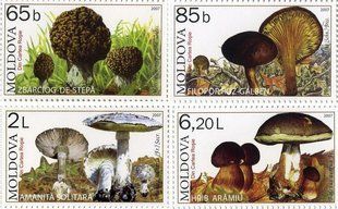 Red Book Mushrooms