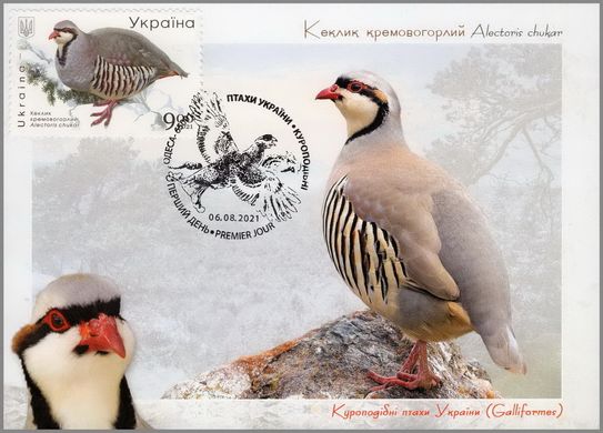 Birds of Ukraine. Chicken-like. Odessa
