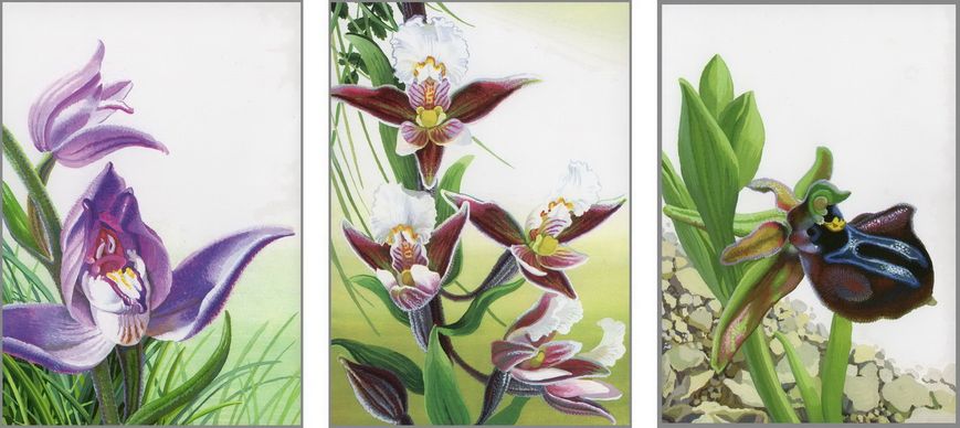 Orchids