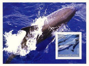 Dolphins