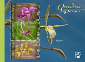 Orinoco Orchids