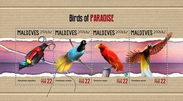 Райские птицы