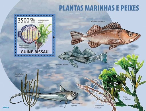 Marine plants and fish