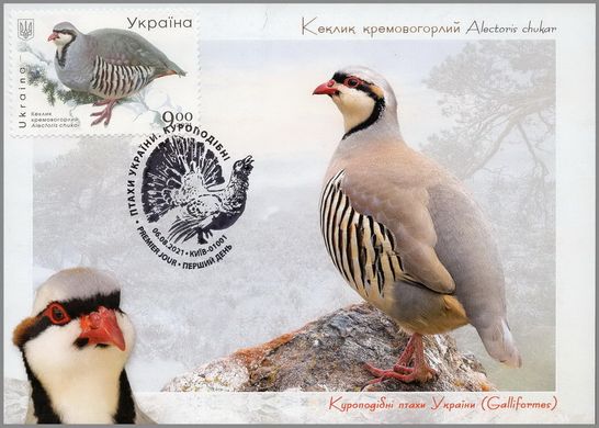 Birds of Ukraine. Chicken