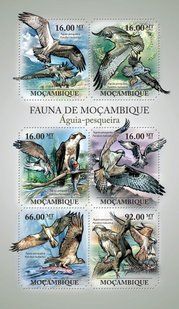 Птахи. Скопа