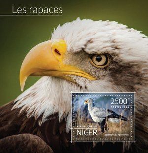 Predator birds