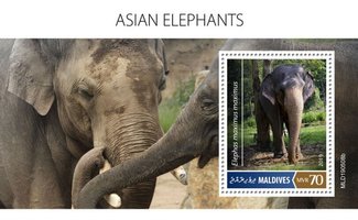 Азіатські слони