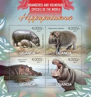 Гіпопотами