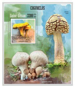 Fungi