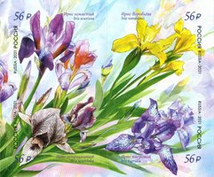 Flowers. Irises