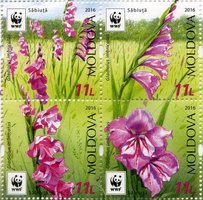 WWF Gladiolus