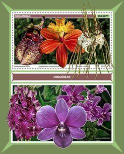 Orchids