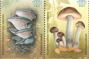 То ли растения, то ли животные? Почта Кыргызстана выпустила почтовые марки «Съедобные грибы»
