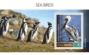 Seabirds