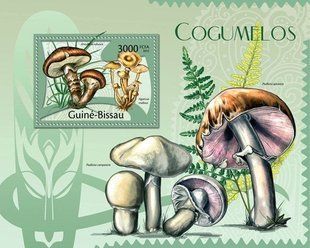 Fungi