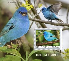 Индиго птицы