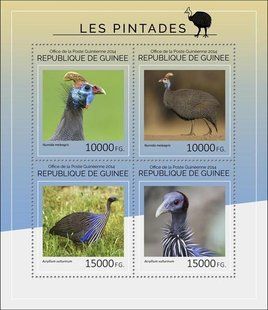 Guinea fowl