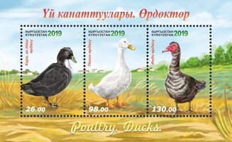 Poultry Ducks