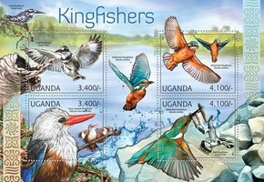 Birds Kingfisher