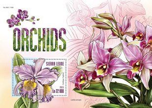 Orchids