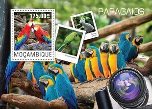Parrots