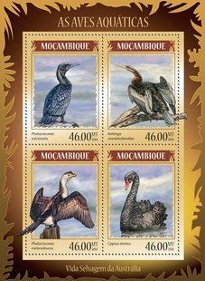 Aquatic birds